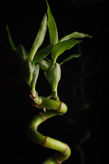 Lucky bamboo plant against dark background. Dracaena sanderiana green plant with some water drops on It.