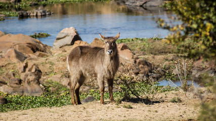 Waterbuck, South Africa