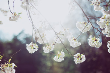 blossom in spring