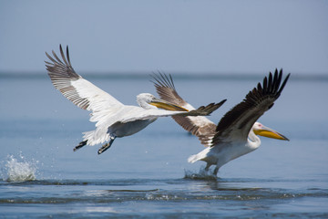 Fototapeta na wymiar Pelicans soaring. The Volga River Delta. Summer