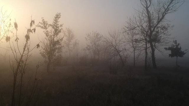  landscape with a mystical yellow fog. Autumn mood, dawn