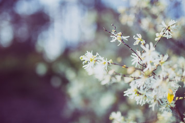 spring blossom in spring