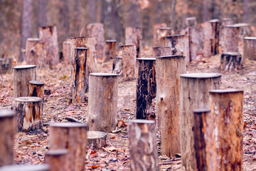 Abundance of tree stumps standing in the forest on a moody winter day in Germany