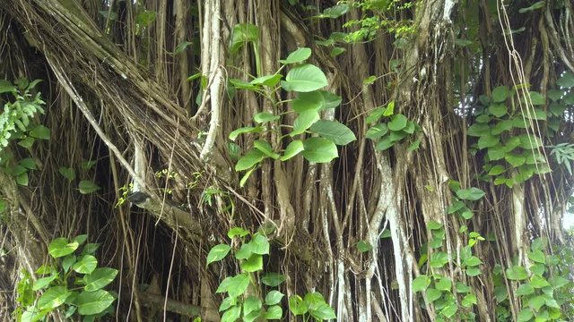 Banyan Drive is a tree-lined street at the shoreline of Hilo, Hawaii. These trees have withstood several tsunamis that have devastated the town on the Big Island of Hawaii.