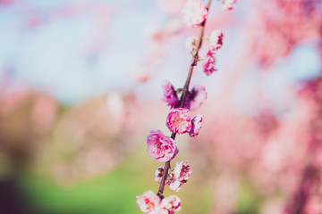 pink blossom in spring