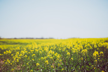 field of yellow flowers