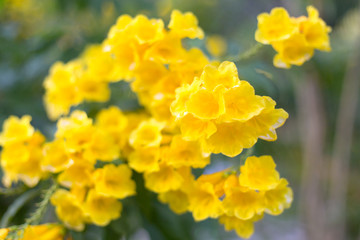 Blur yellow flowers background. Defocused tropic blossom.