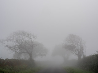 Fototapeta na wymiar Very foggy empty landscape in autumn with bare trees in silhoutet