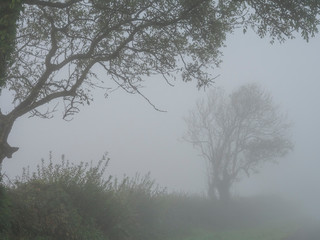 Very foggy empty landscape in autumn with bare trees in silhoutet