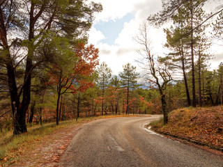 Fototapeta premium Route départementale étroite, pentue et tortueuse bordée au coeur d'une immense forêt de hauts pins précédent Moustiers-Sainte-Marie entre les ravins de Jaumarde et Melen
