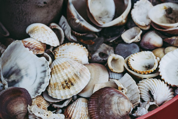 Arrière plan naturel coquilles coquillages