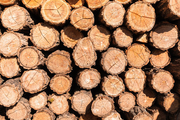 Wood cut texture background