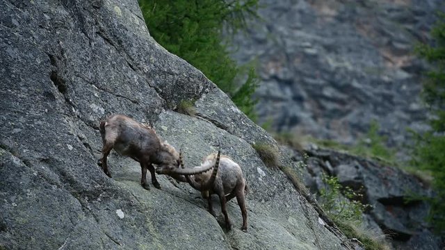 Male Alpine ibexes (Capra ibex) fighting in steep mountain rock face in the Alps in spring