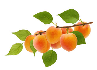 Isolated apricot. Ripe yellow apricot fruit on tree branch with green leaves isolated on white...