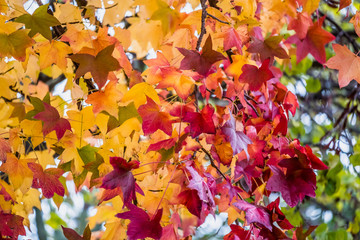 Feuillage aux couleurs d'automne jaune rouge