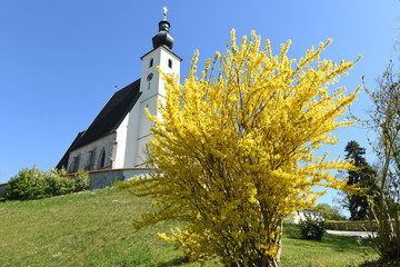 Ein Forsythien-Strauch vor einer Kirche in Oberösterreich - A forsythia shrub in front of a church...