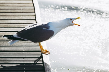 Goéland en train de crier au bord de mer
