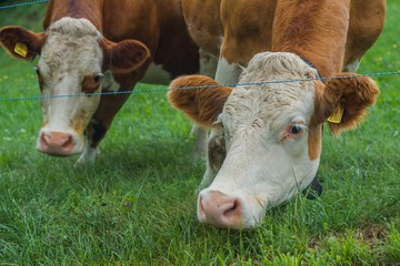 Beautiful swiss cows. Alpine meadows. Mountains. 