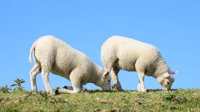 Two Texel sheep lambs grazing in meadow, the Netherlands