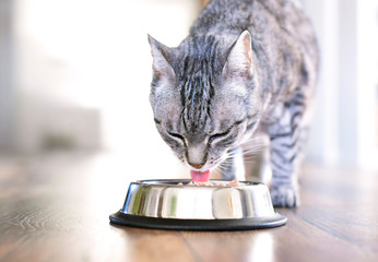 Cute tabby cat eating. Silver bowl, cat feeding scene with selective focus. Eating grey cat.