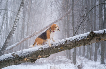 Naklejka premium Beagle dog on a walk in a winter Park during a snowfall