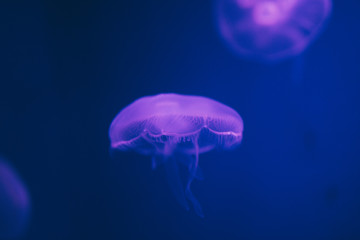 jelly fish in aquarium