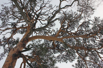 tree