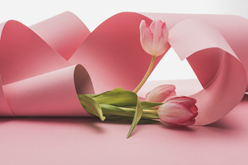 tulips wrapped in pink paper swirls isolated on white