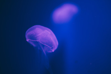 jelly fish in aquarium