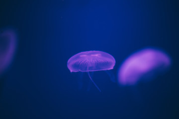 jelly fish in aquarium