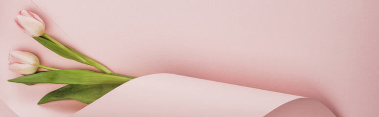 Top view of tulips wrapped in paper on pink background, panoramic shot