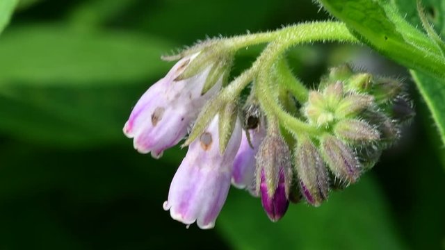 Early bumblebee/ early-nesting bumble bee pollinating comfrey flowers