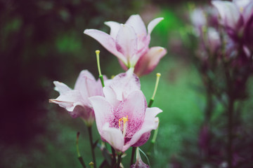 pink magnolia flowers