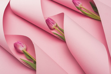 purple tulips in paper swirls on pink background