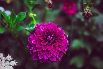close up of a pink flower