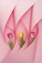 top view of multicolored tulips in paper swirls on pink background