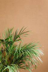 Exotic tropical green palm leaves, branchs on brown background with blank space for text. Flat lay, top view 