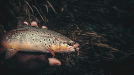 Brown trout in the hand of a fisherman. Spinning fishing. - obrazy, fototapety, plakaty