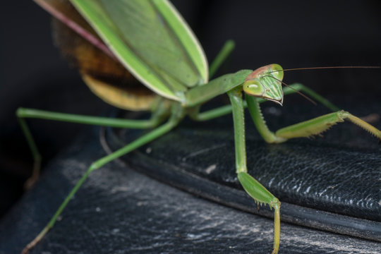 Mantis Religiosa Insect.