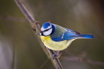 Blue tit looking into the camera with curiosity.