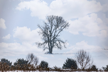Obraz premium Pop art of tree in the clouds standing in the middle of the field of clouds.