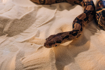 High angle view of python with shadow on textured sand