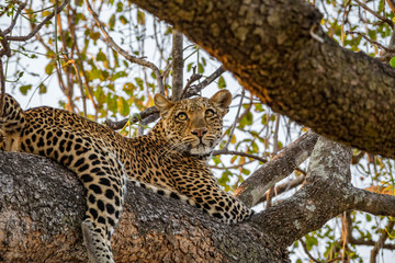 Leopard over tree branch looking to the distance