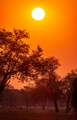 Amazing sunrise in african safari with orange sky