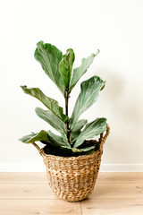 Home plant in white flower pot, green leaf ficus benjamina, elastica on a light background