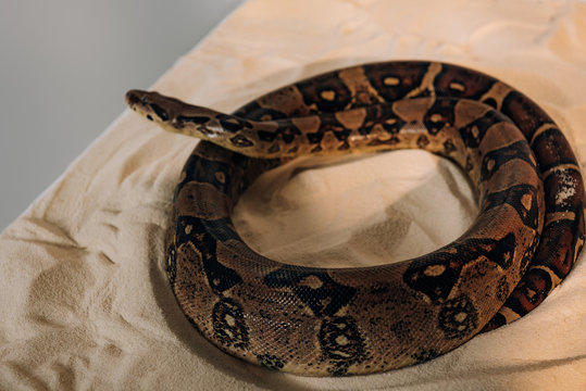 Selective focus of python on sand on grey background
