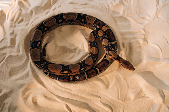 Top view of python snake on textured sand