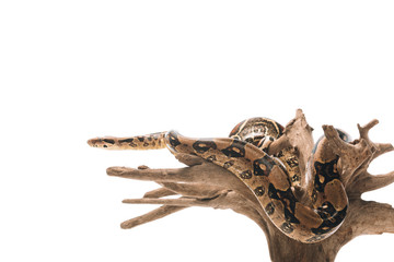 Python on wooden log isolated on white