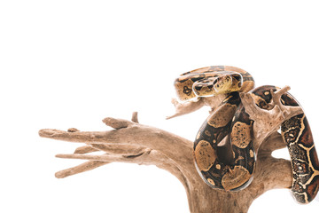 Python curling around wooden log isolated on white