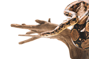 Fototapeta premium Selective focus of python on wooden snag isolated on white